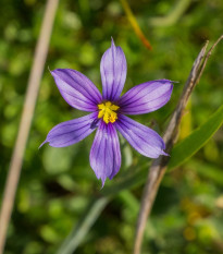 Badil úzkolistý - Sisyrinchium angustifolium - semena badilu - 10 ks